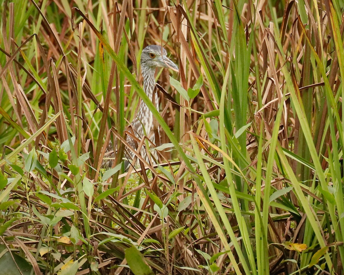 Yellow-crowned Night Heron (Yellow-crowned) - ML363245161