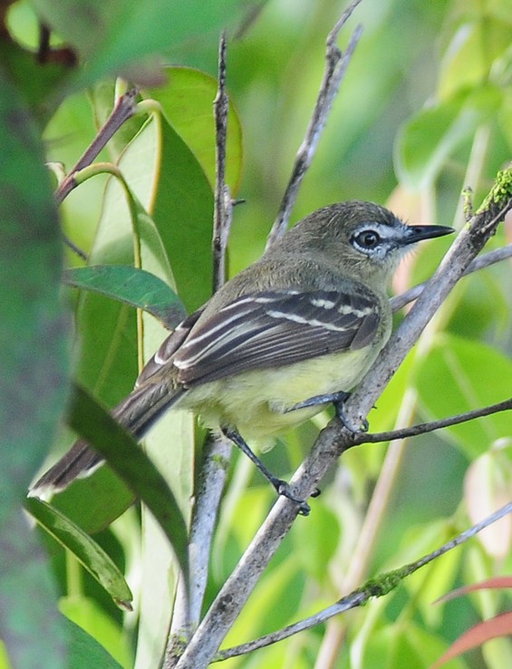 Amazonian Tyrannulet - ML36324611