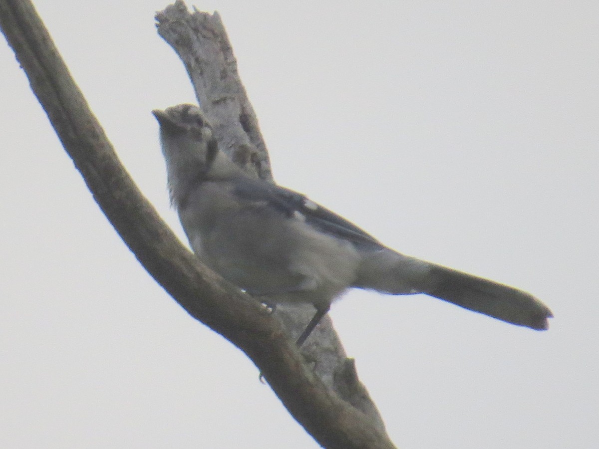 Blue Jay - ML363246951