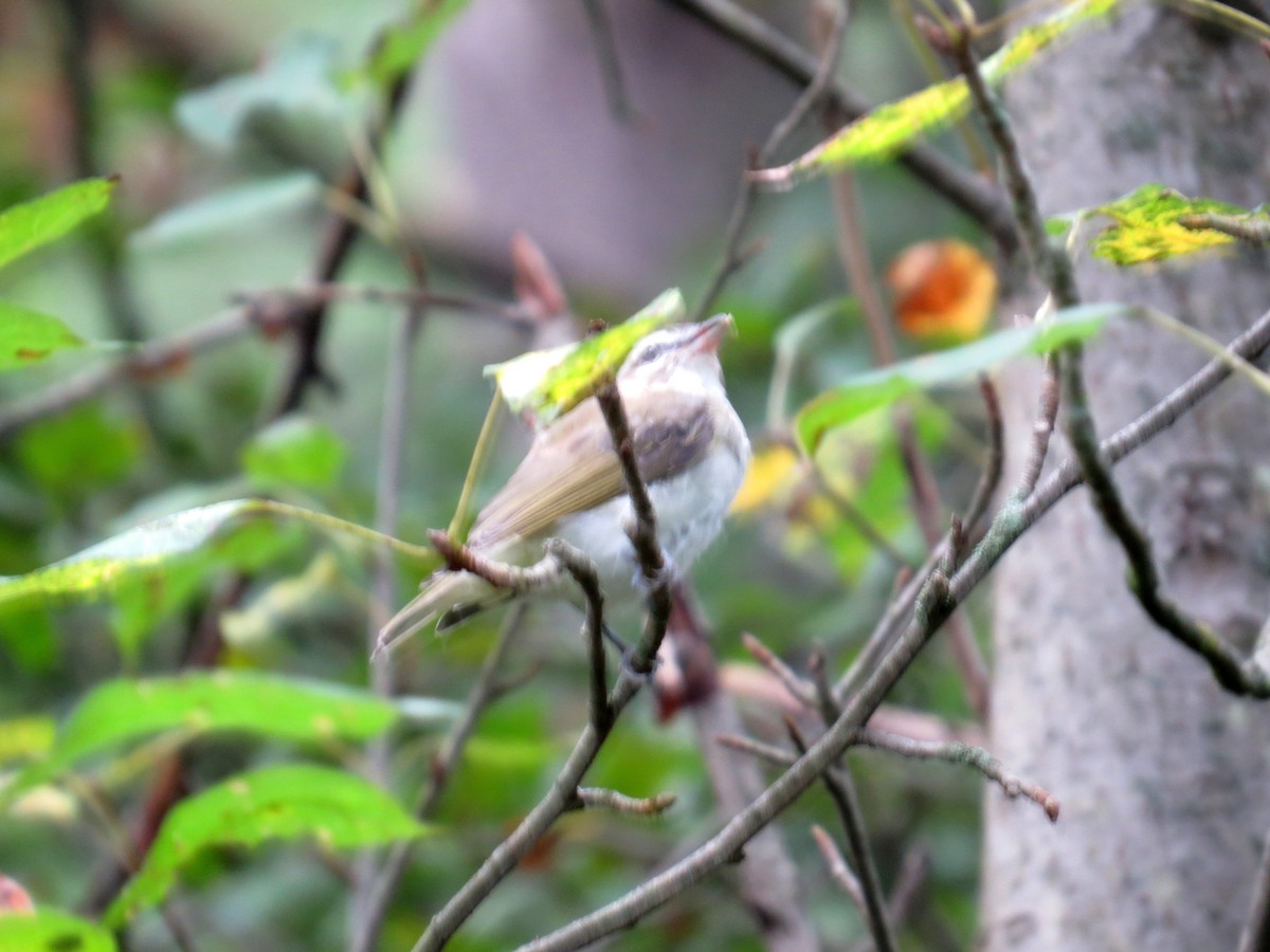 Red-eyed Vireo - ML363247041