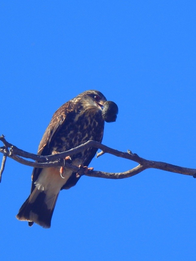 Snail Kite - Francis Merlo