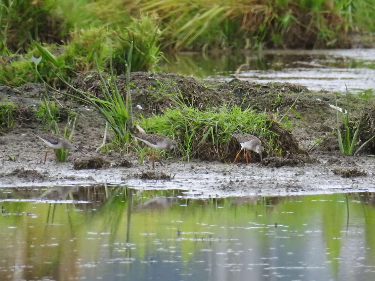 Lesser Yellowlegs - ML363248171