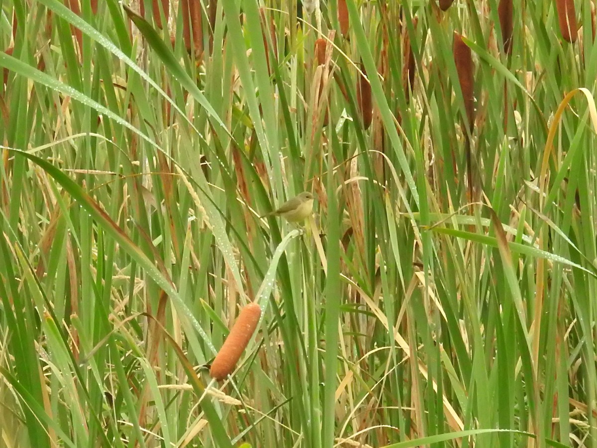 Common Yellowthroat - ML363248261