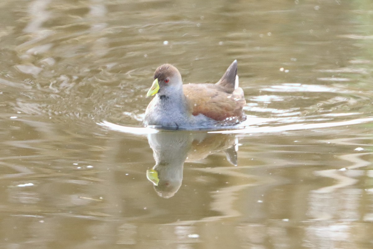 Gallinule à face noire - ML363248561