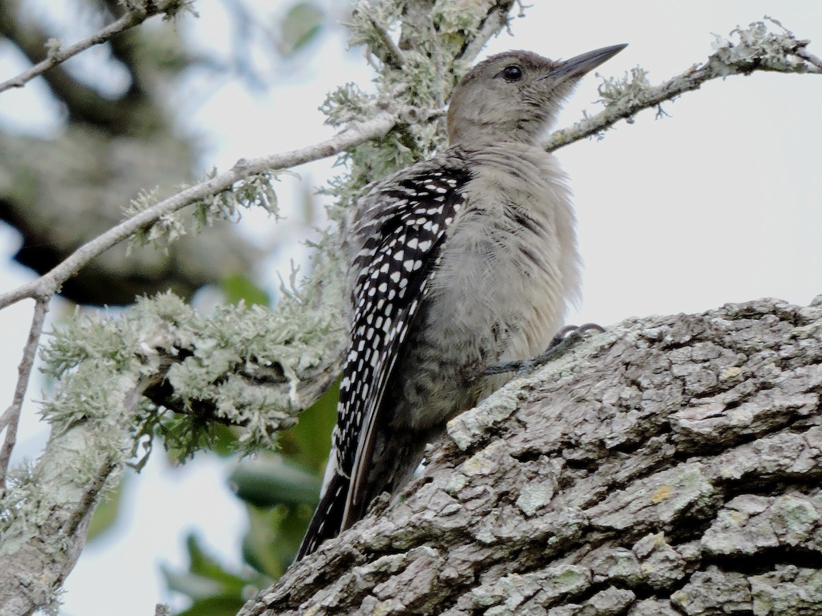 Red-bellied Woodpecker - S. K.  Jones