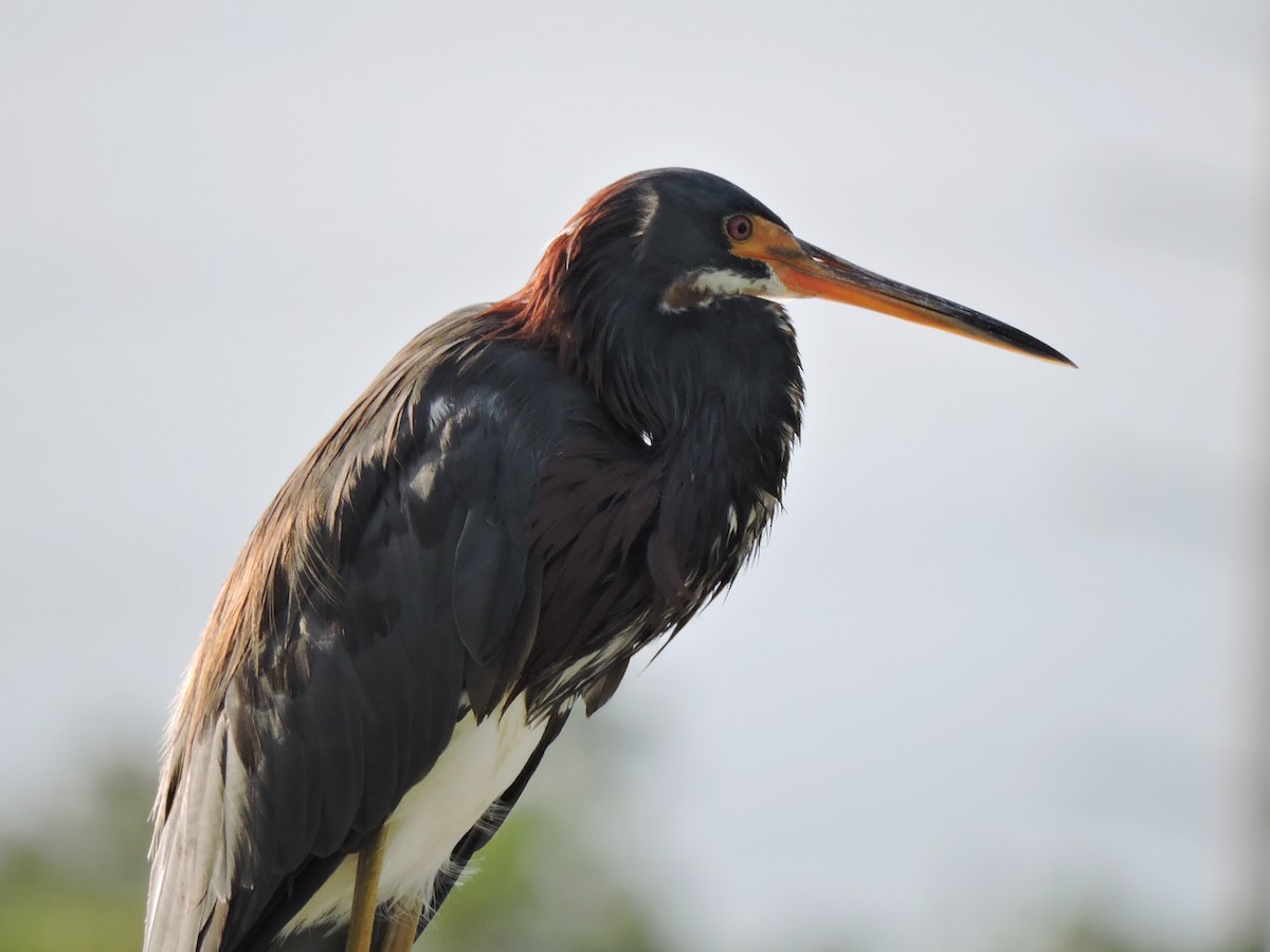 Tricolored Heron - ML36324941