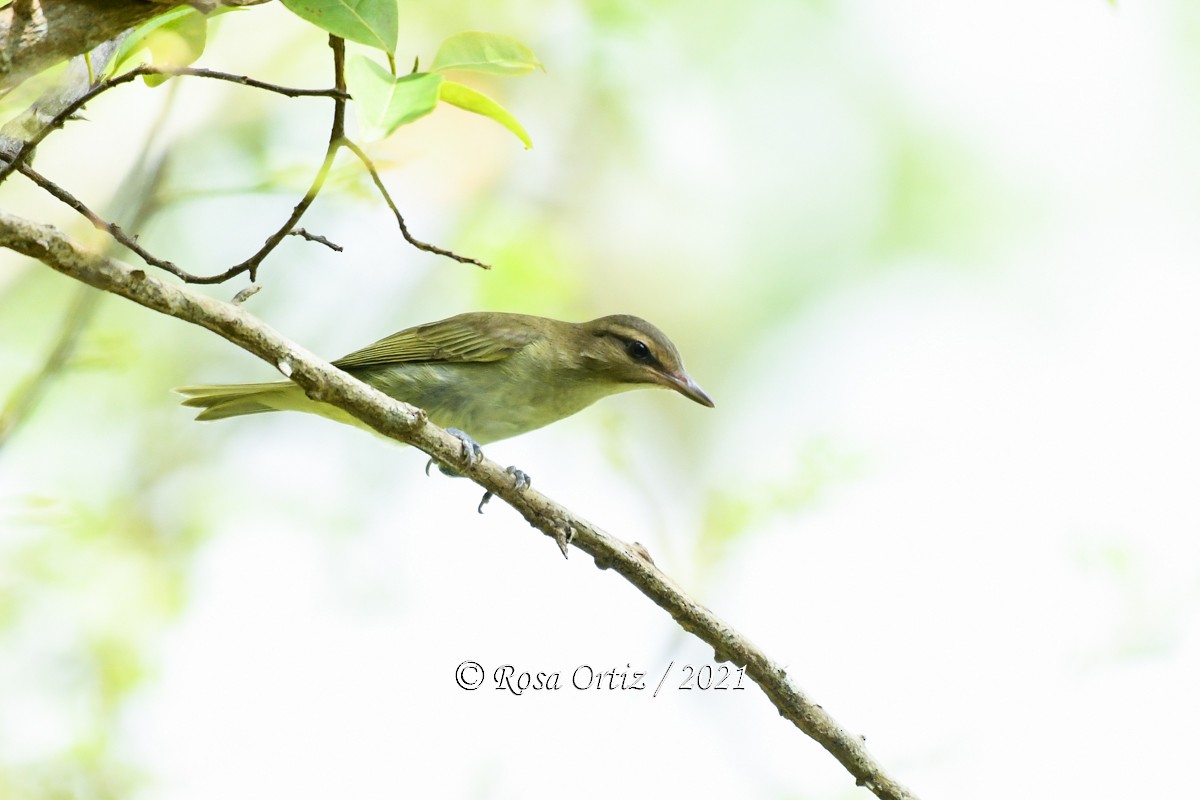 Black-whiskered Vireo - ML363250961