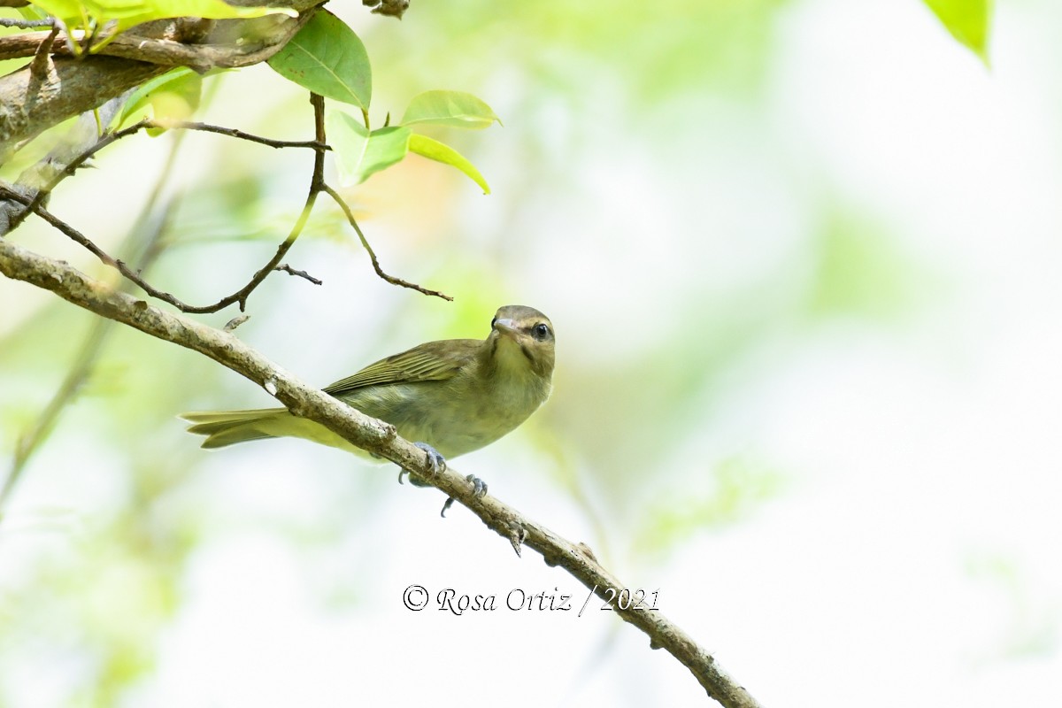 Black-whiskered Vireo - ML363251011