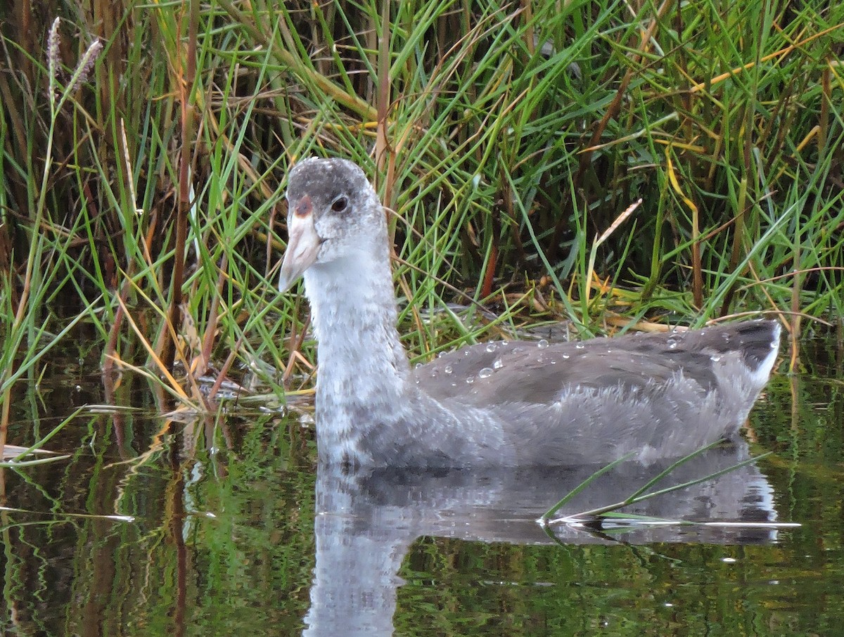 American Coot - ML36325241