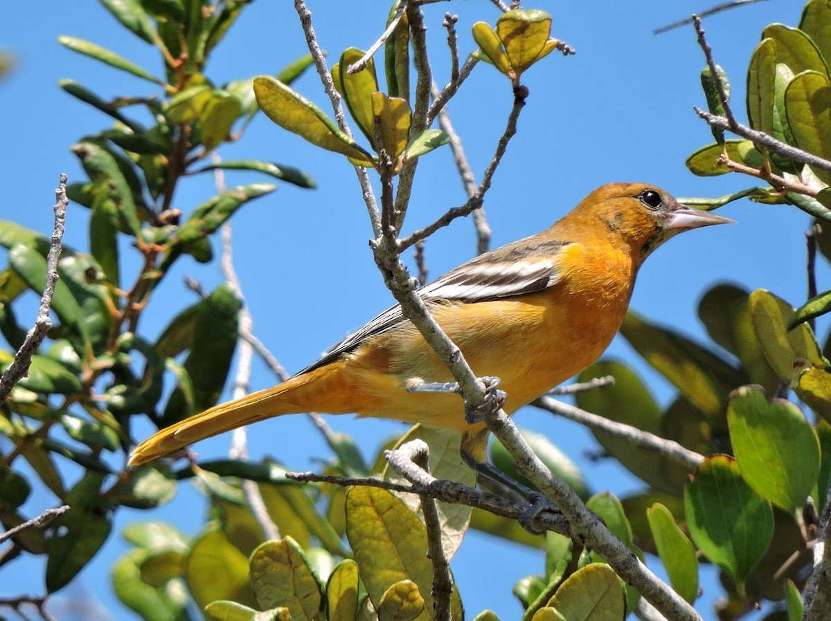 Baltimore Oriole - ML36325261