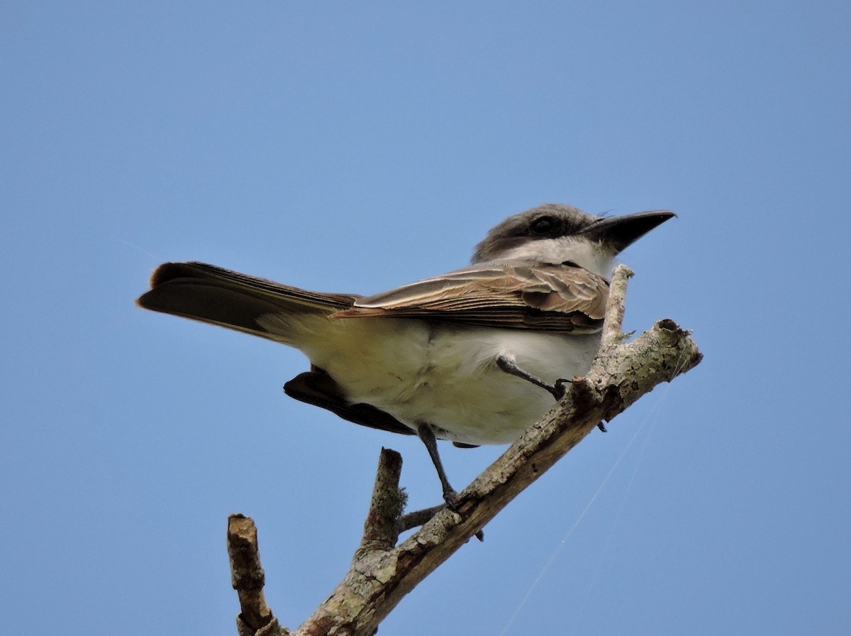 Gray Kingbird - S. K.  Jones