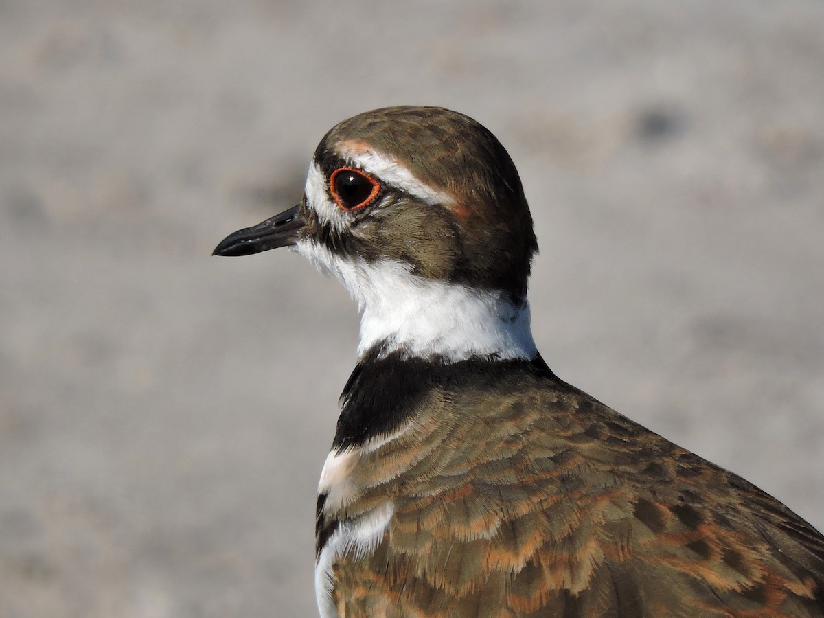 Killdeer - S. K.  Jones