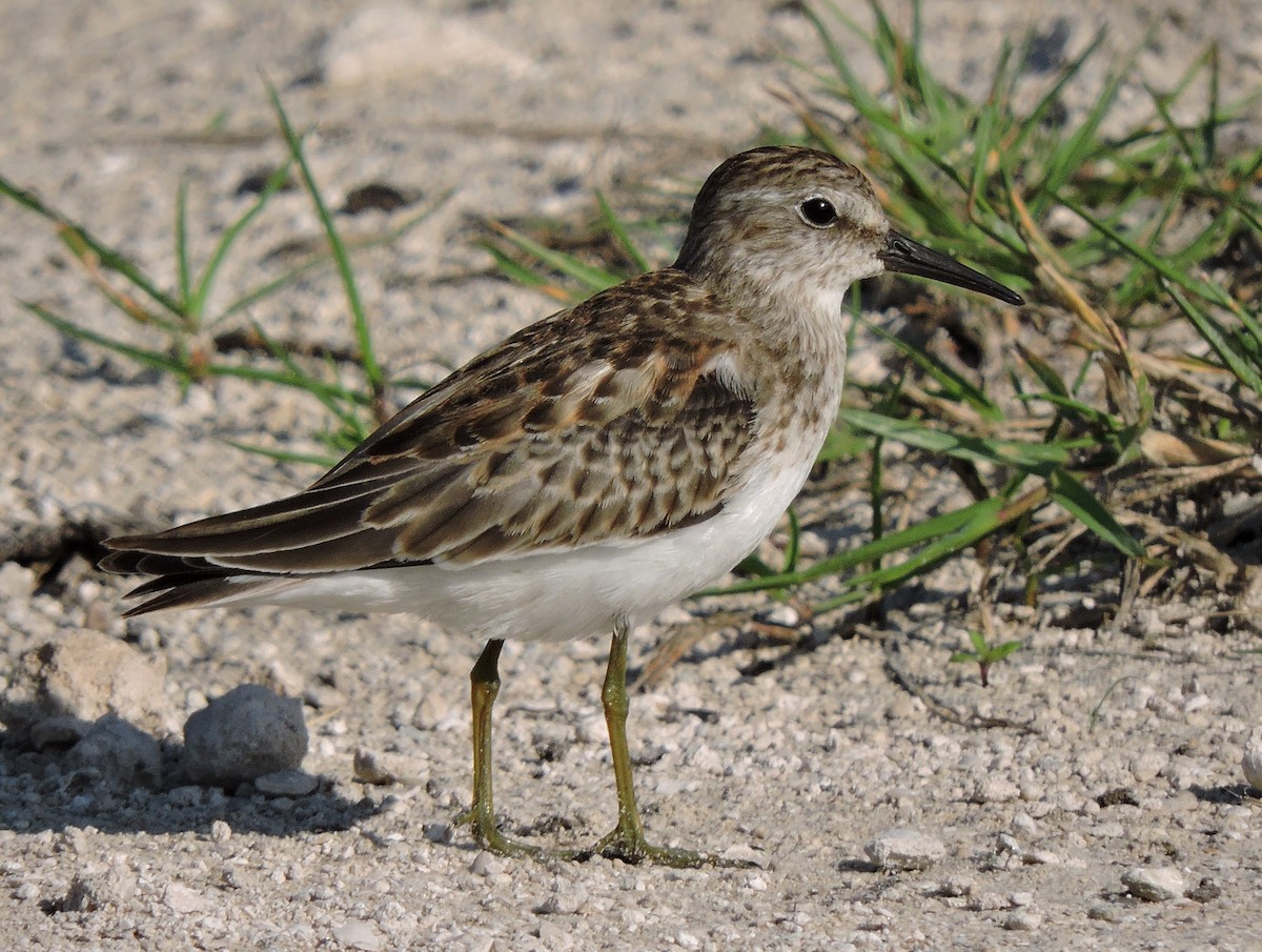 Least Sandpiper - ML36325321