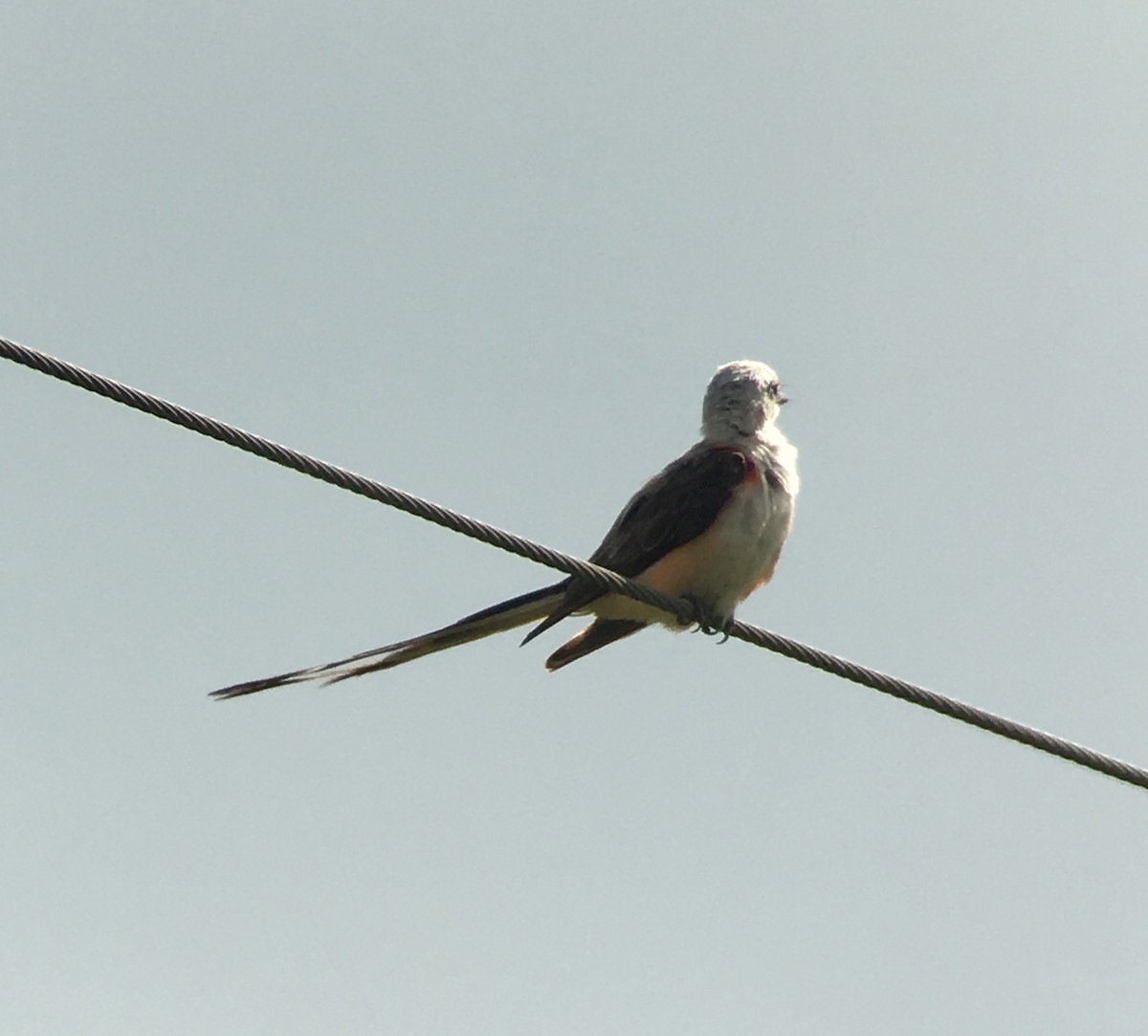 Scissor-tailed Flycatcher - ML363253371