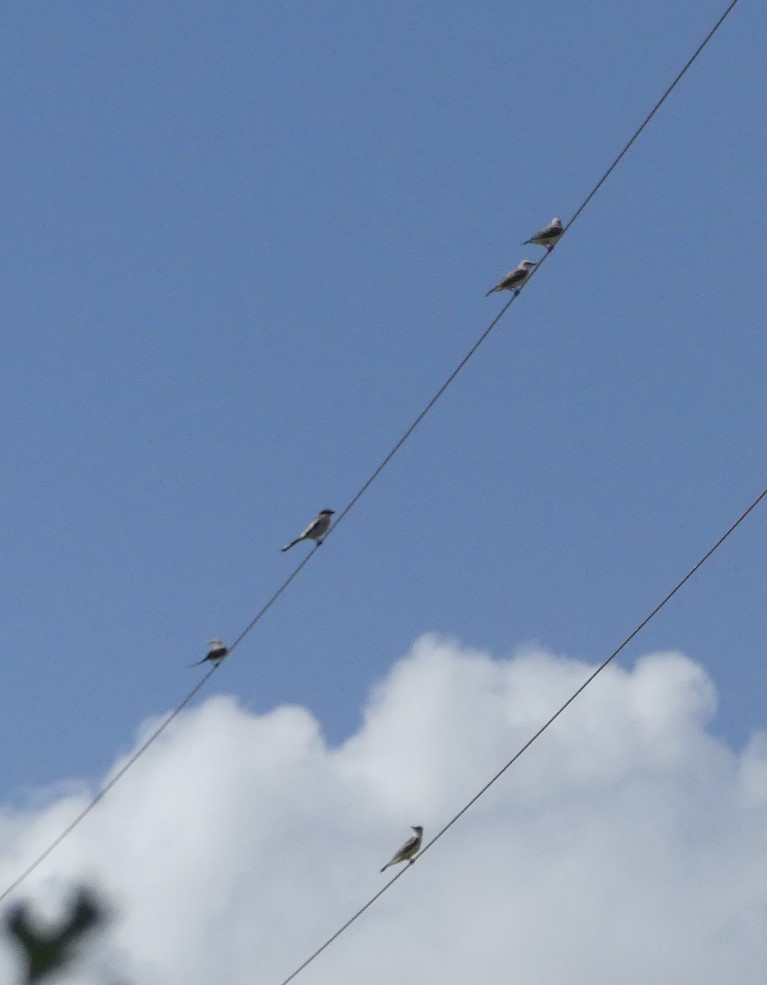 Scissor-tailed Flycatcher - ML363253491