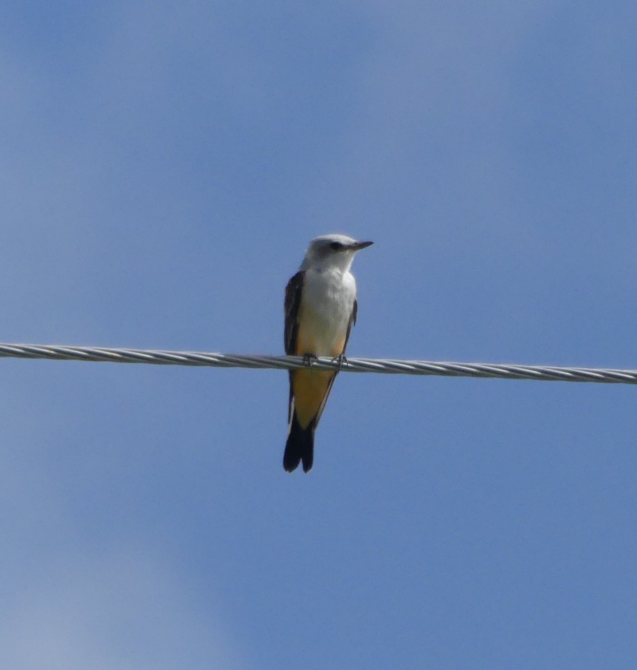 Scissor-tailed Flycatcher - ML363253531