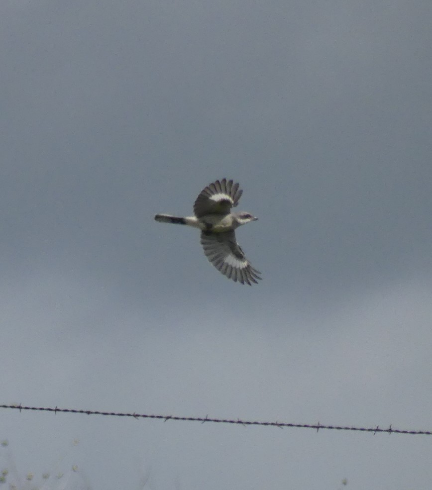 Loggerhead Shrike - ML363254181
