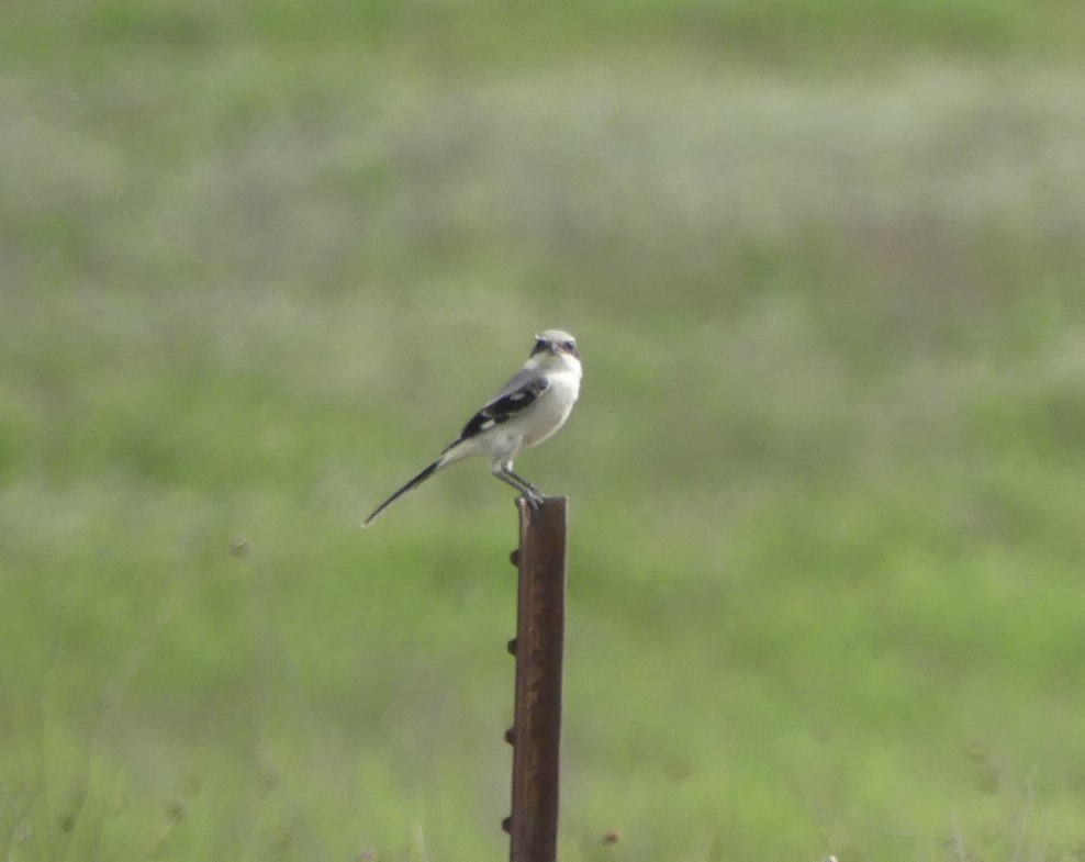 Loggerhead Shrike - ML363254211