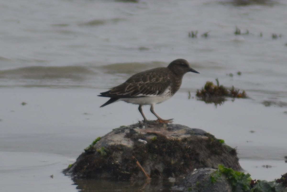 Black Turnstone - ML363255271