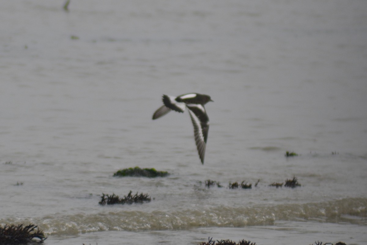 Black Turnstone - ML363255371