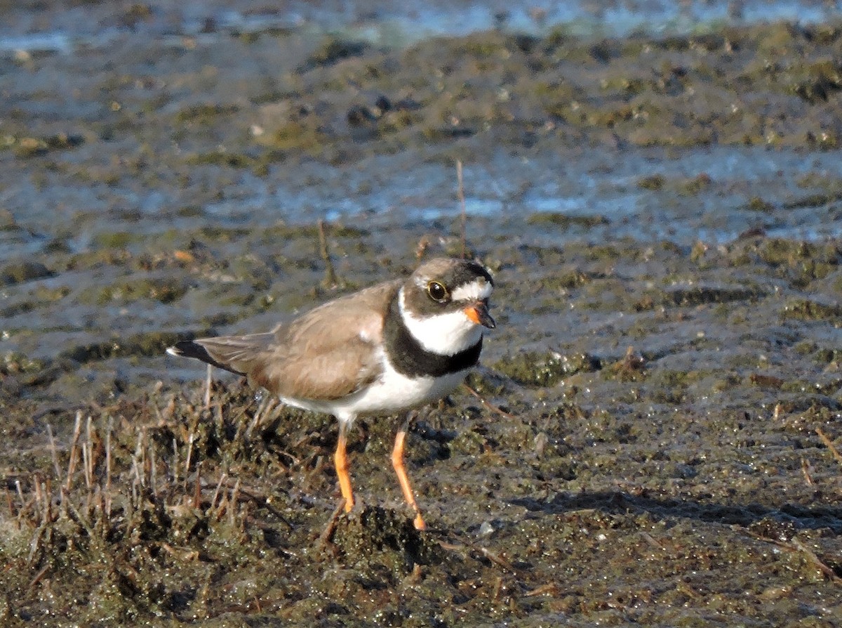 Semipalmated Plover - ML36325661