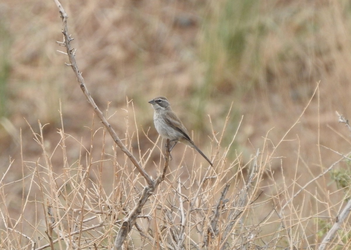 Black-throated Sparrow - ML363257171