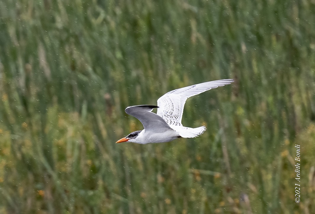 Caspian Tern - ML363260641