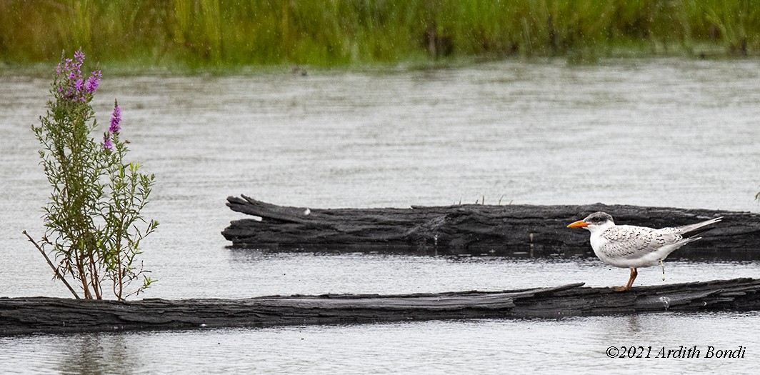 Caspian Tern - ML363261091