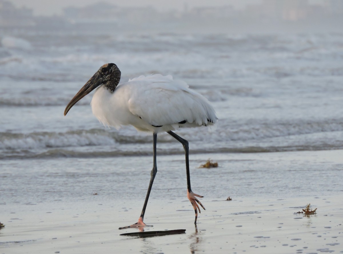 Wood Stork - ML36326191