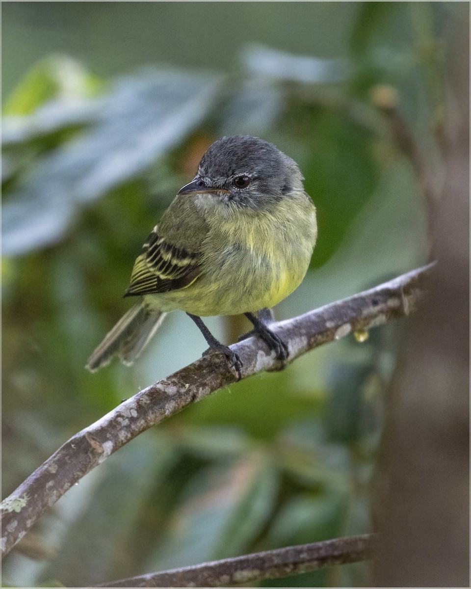 White-fronted Tyrannulet (White-fronted) - ML363262281