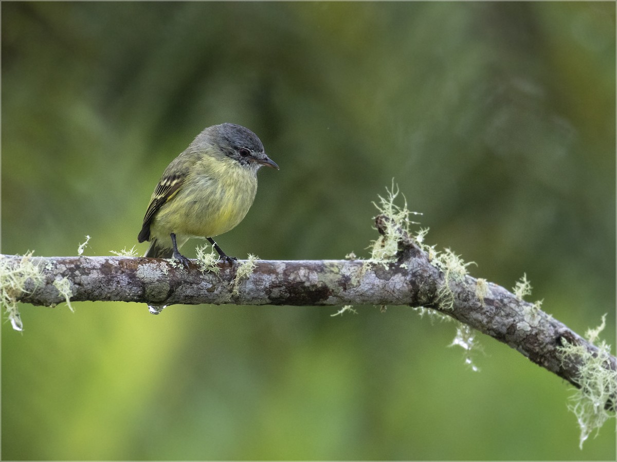 White-fronted Tyrannulet (White-fronted) - ML363262291