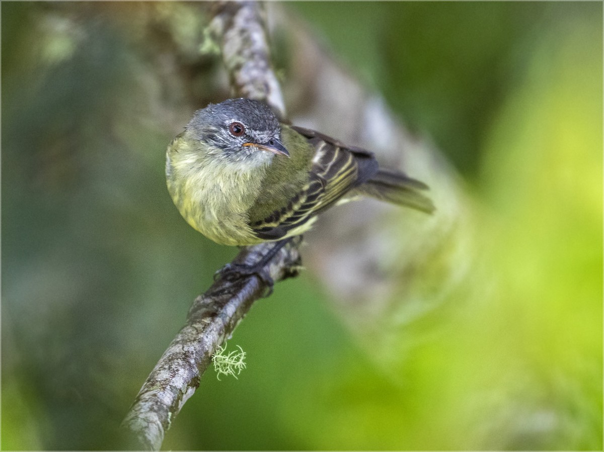 White-fronted Tyrannulet (White-fronted) - ML363262311