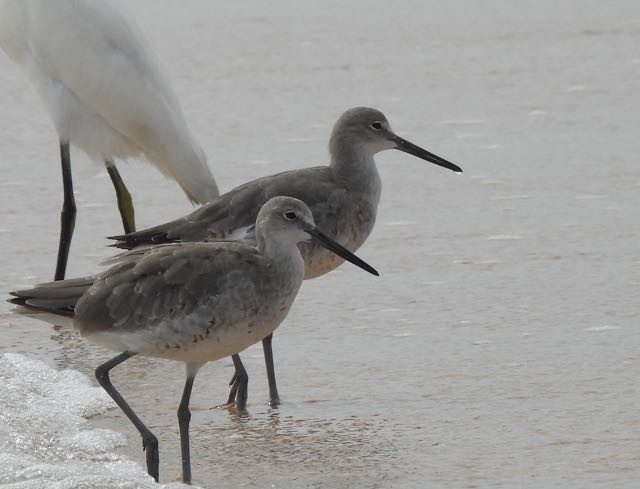 Willet - ML363262321