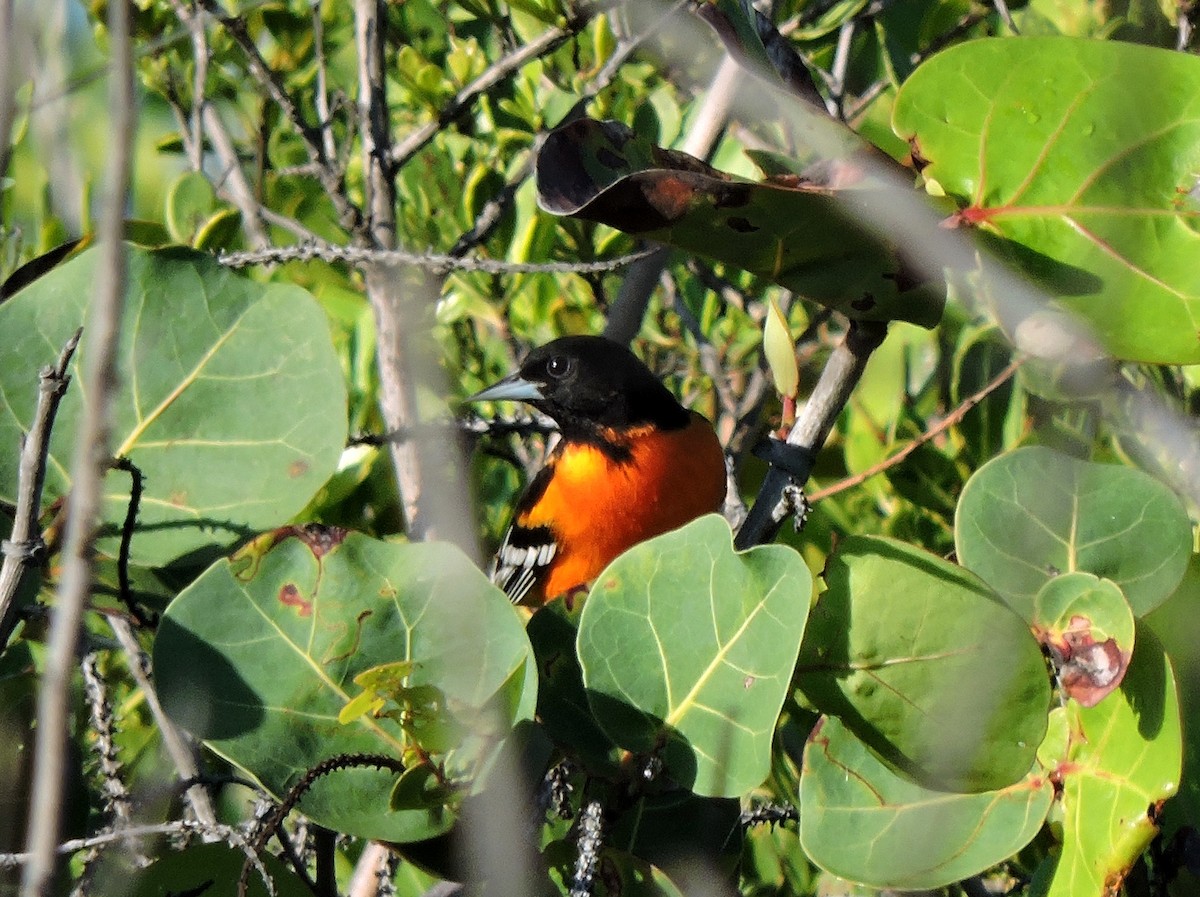 Baltimore Oriole - S. K.  Jones