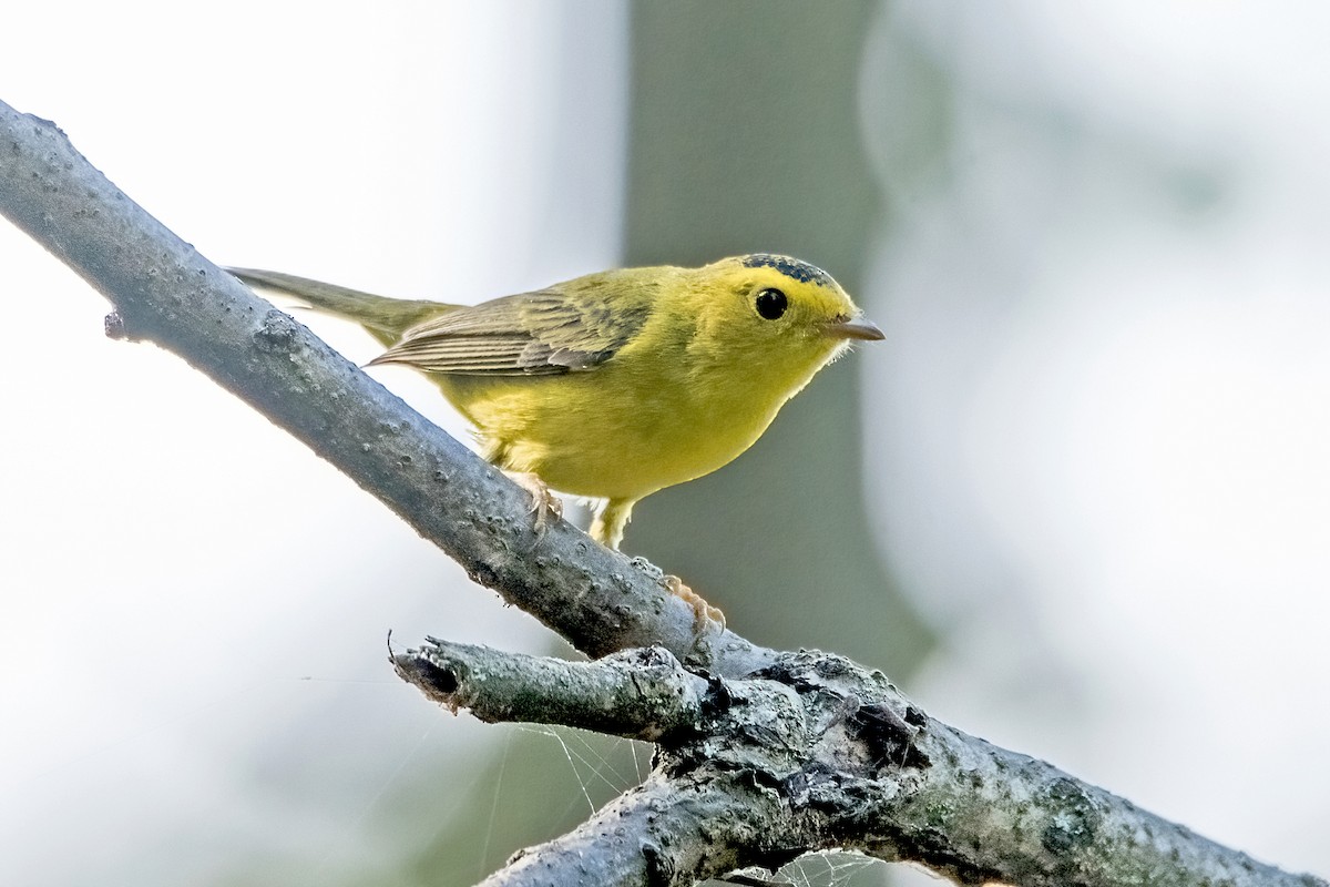 Wilson's Warbler - Sue Barth