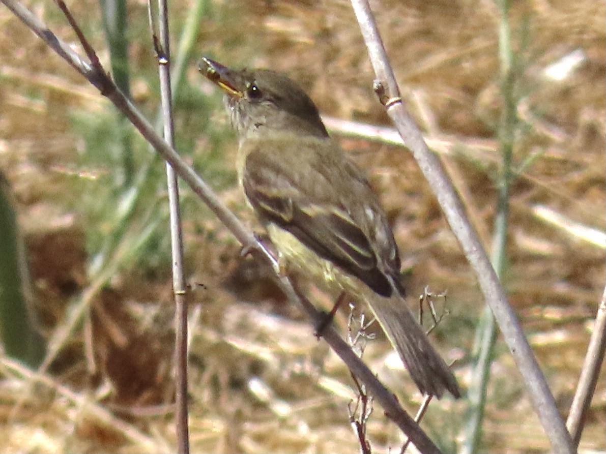 Weidenschnäppertyrann - ML363264911