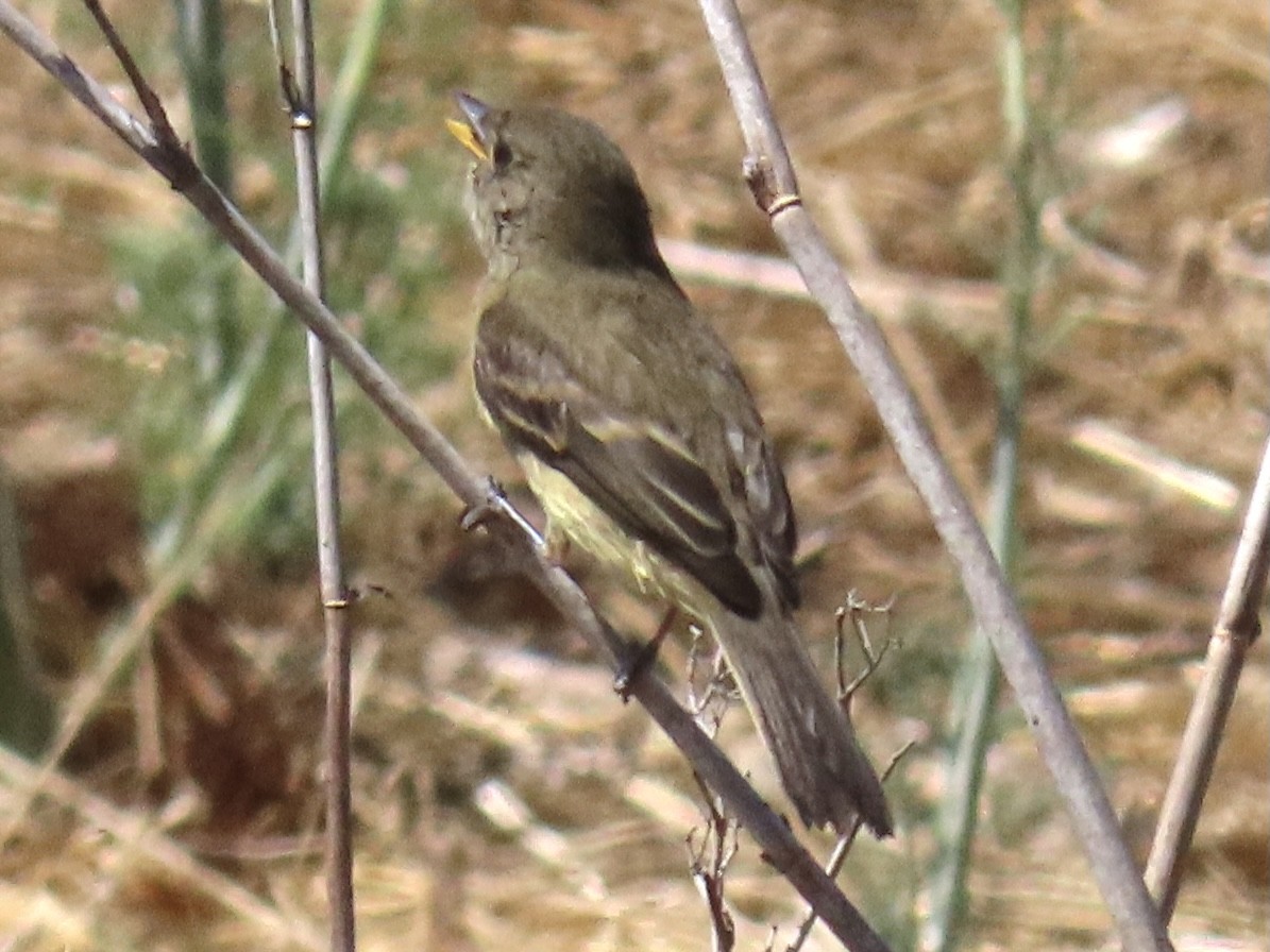 Willow Flycatcher - ML363264921