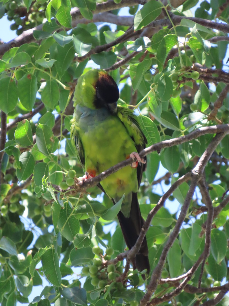 クロガミインコ - ML363265171