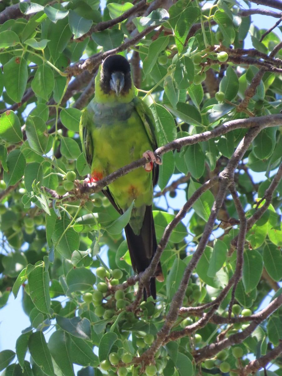 クロガミインコ - ML363265181