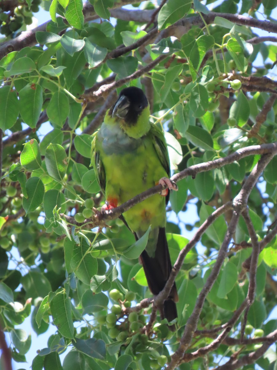 Nanday Parakeet - Kevin Christman