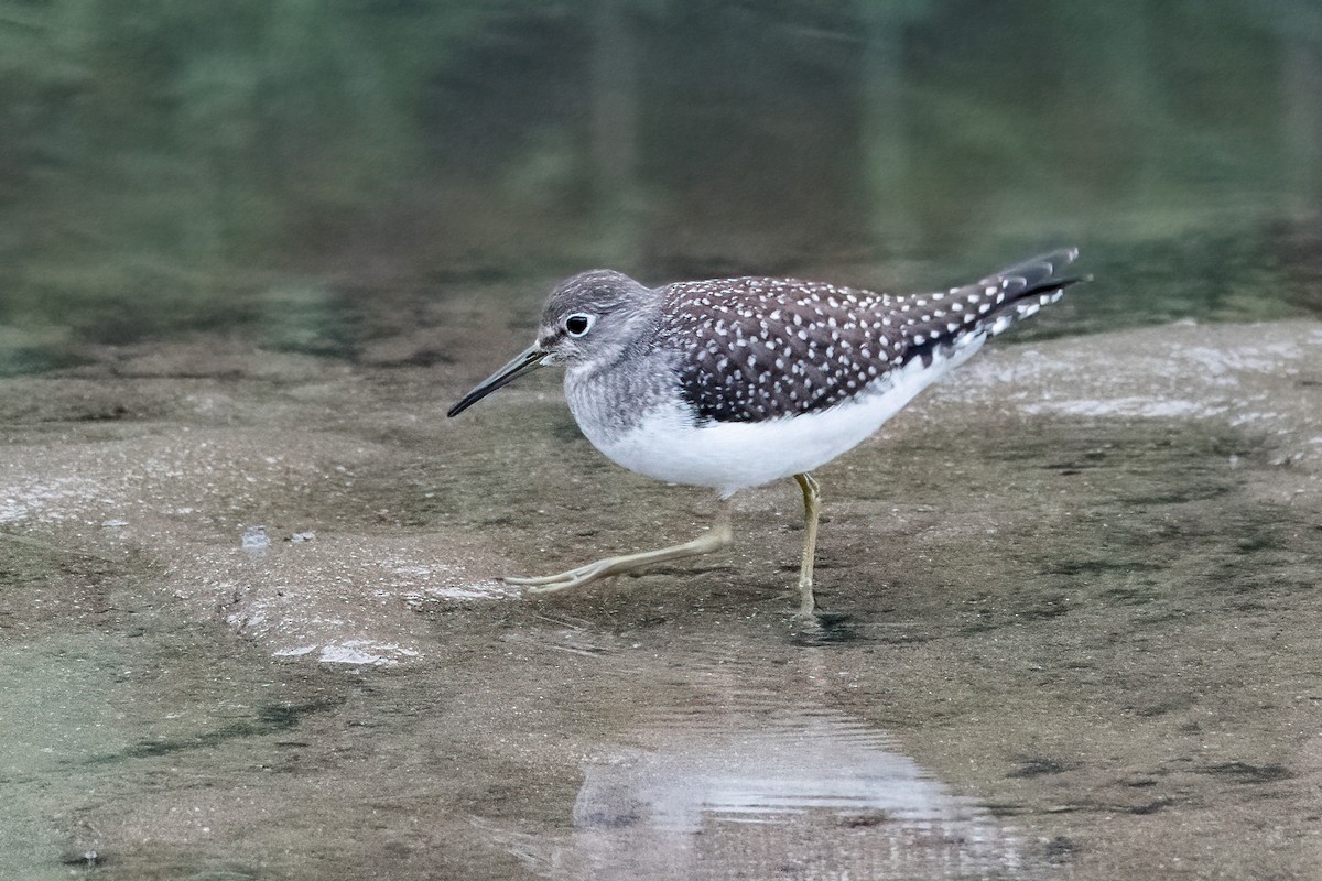 Solitary Sandpiper - ML363265571