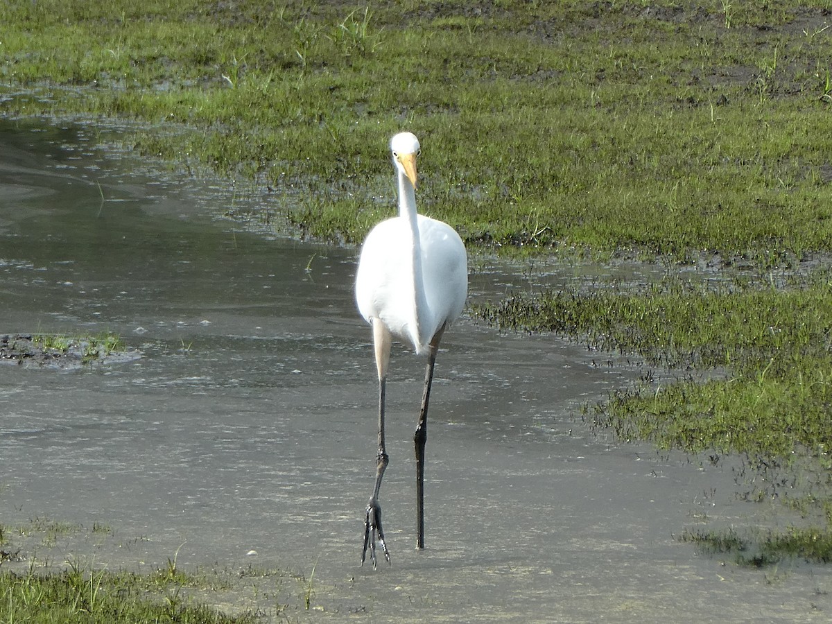 ダイサギ - ML363266031