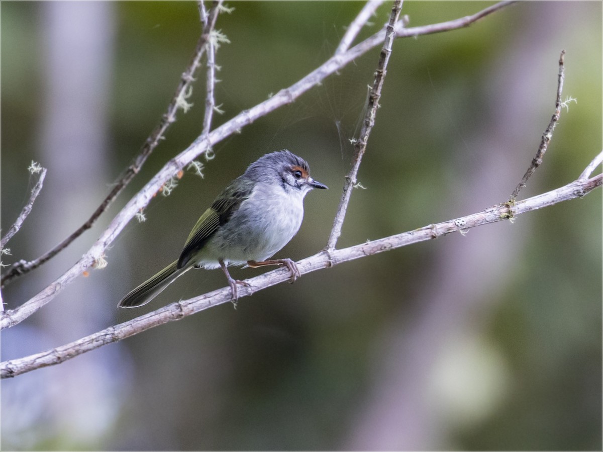 Rufous-browed Tyrannulet - Dušan Brinkhuizen