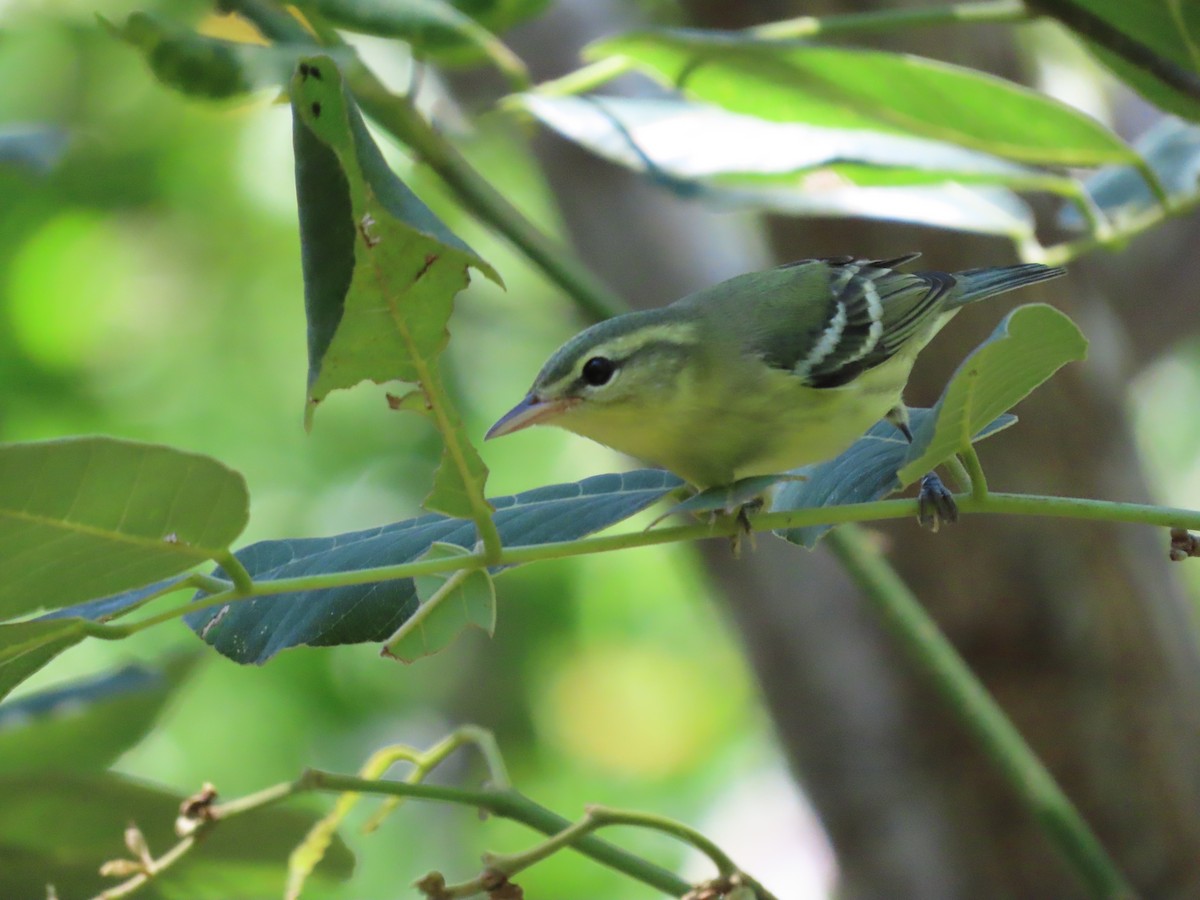 Cerulean Warbler - ML363268781
