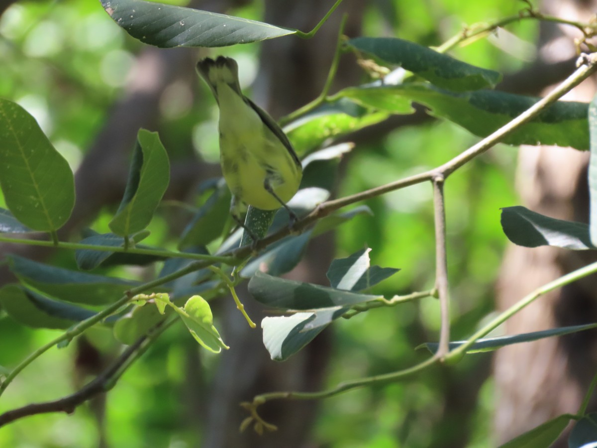 Cerulean Warbler - ML363268841