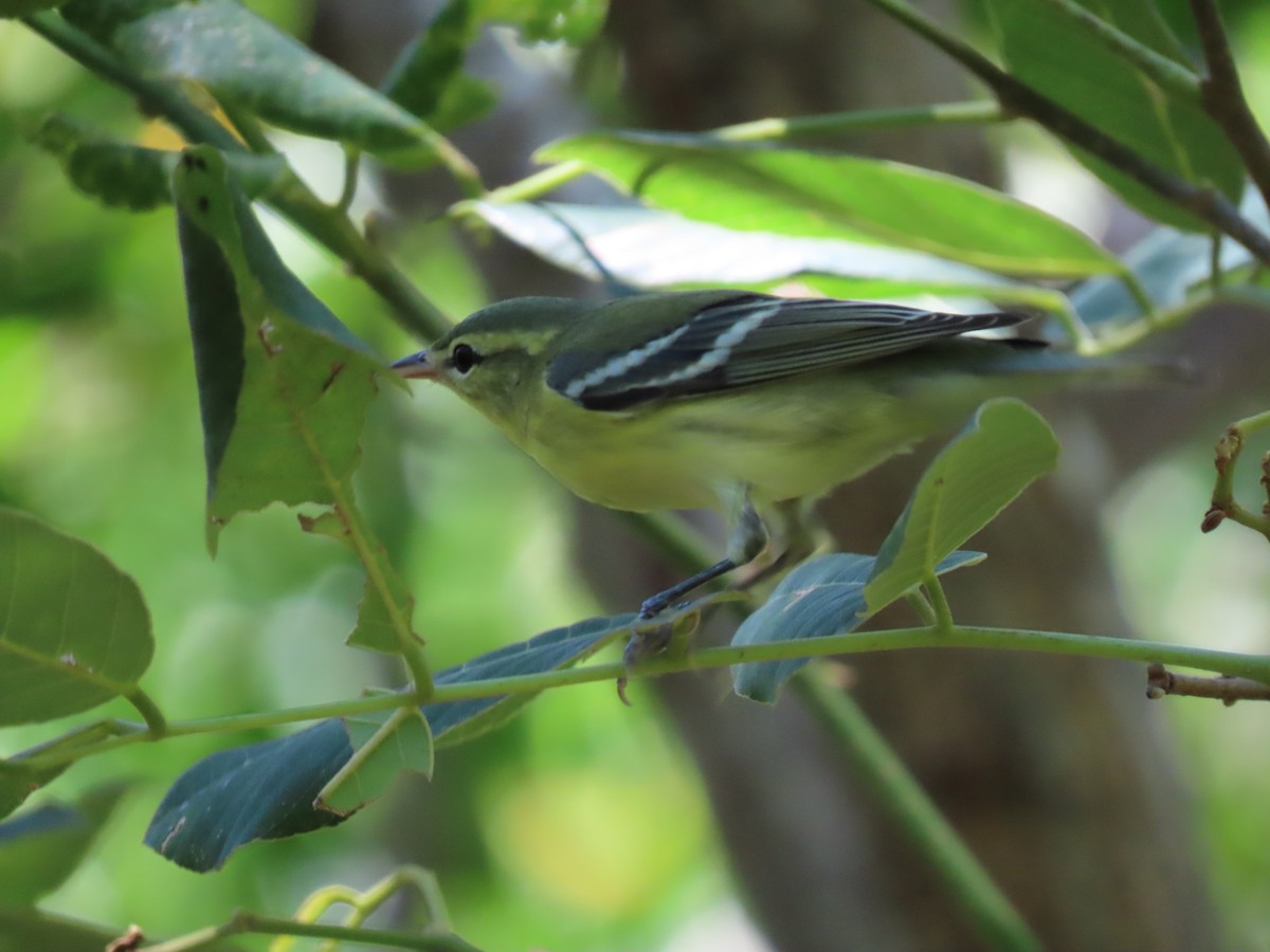 Cerulean Warbler - ML363268851