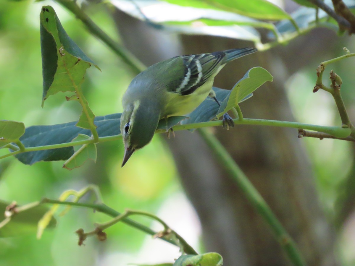 Cerulean Warbler - ML363268861