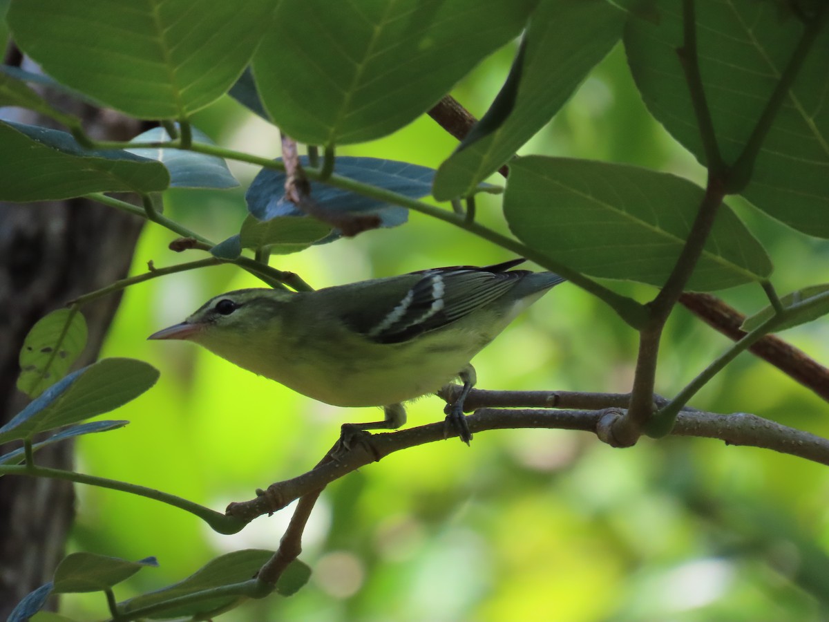 Cerulean Warbler - ML363268881