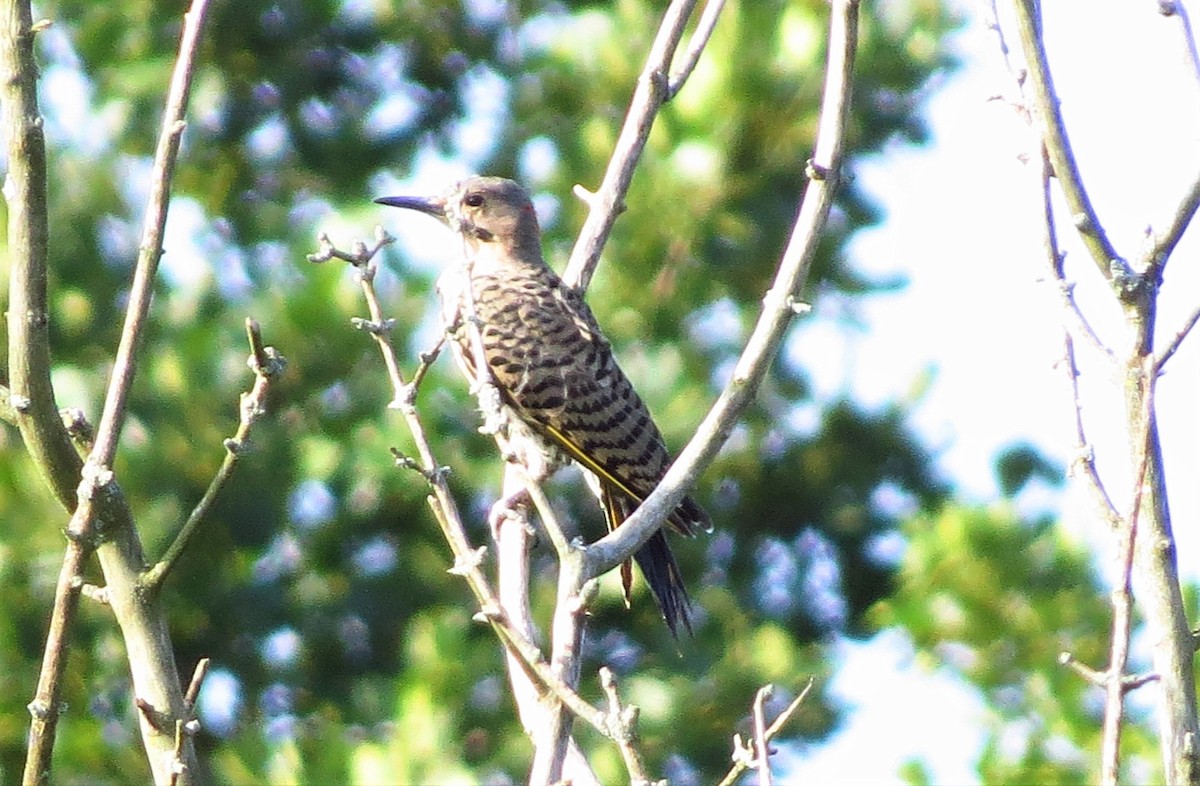 Northern Flicker - ML363270421