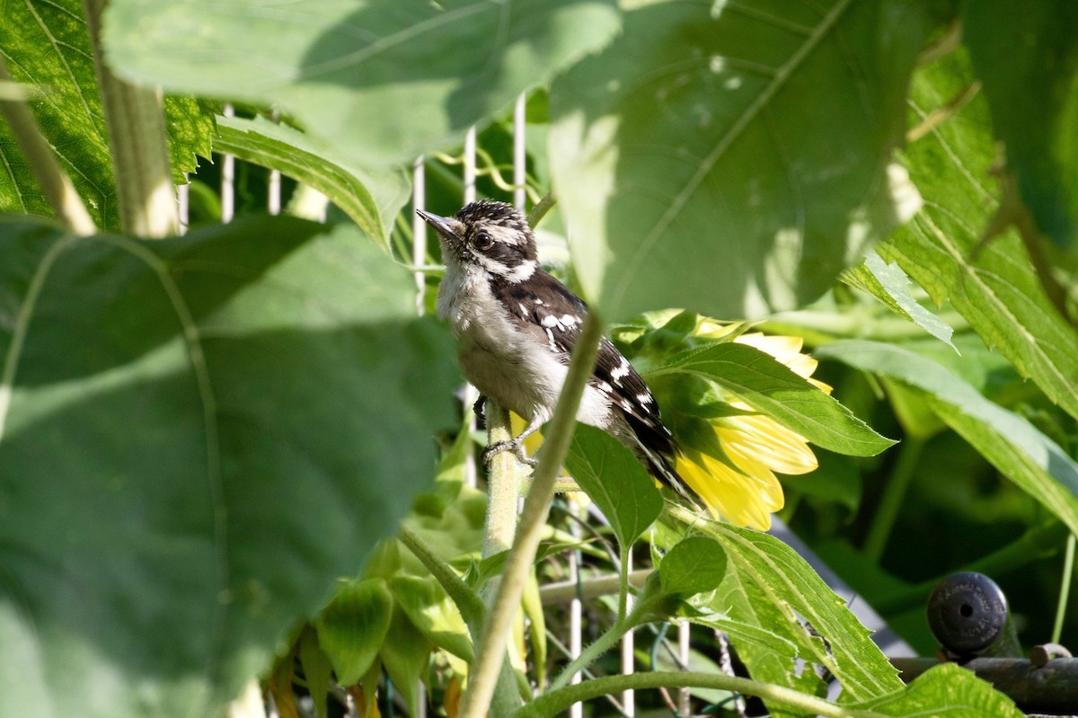 Downy Woodpecker - ML363271211